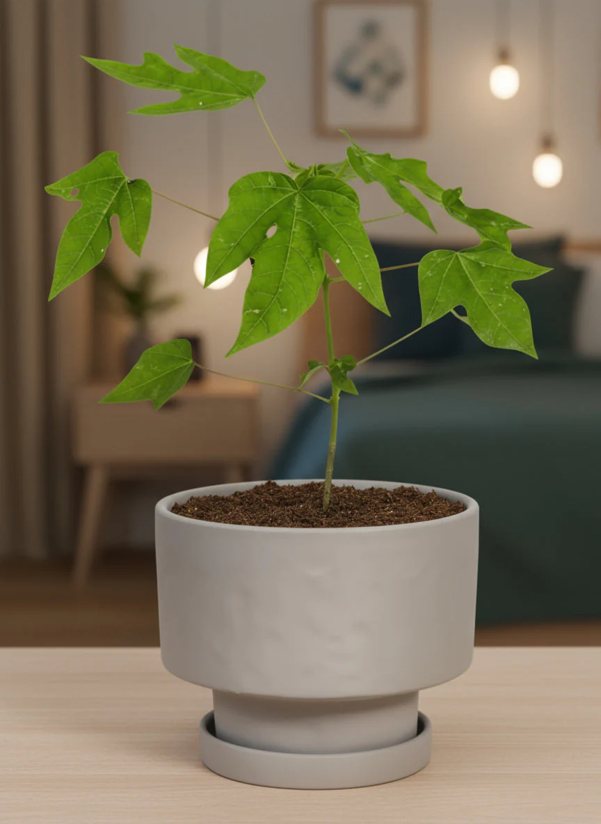 Papaya Plant Junior
