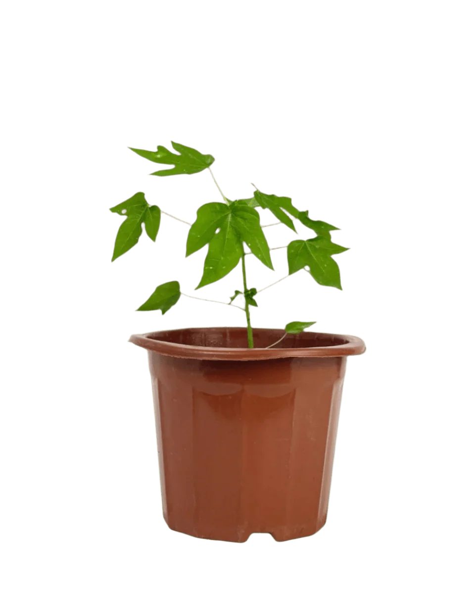 Papaya Plant Junior - Image 12