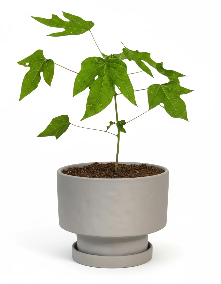 Papaya Plant Junior - Image 6
