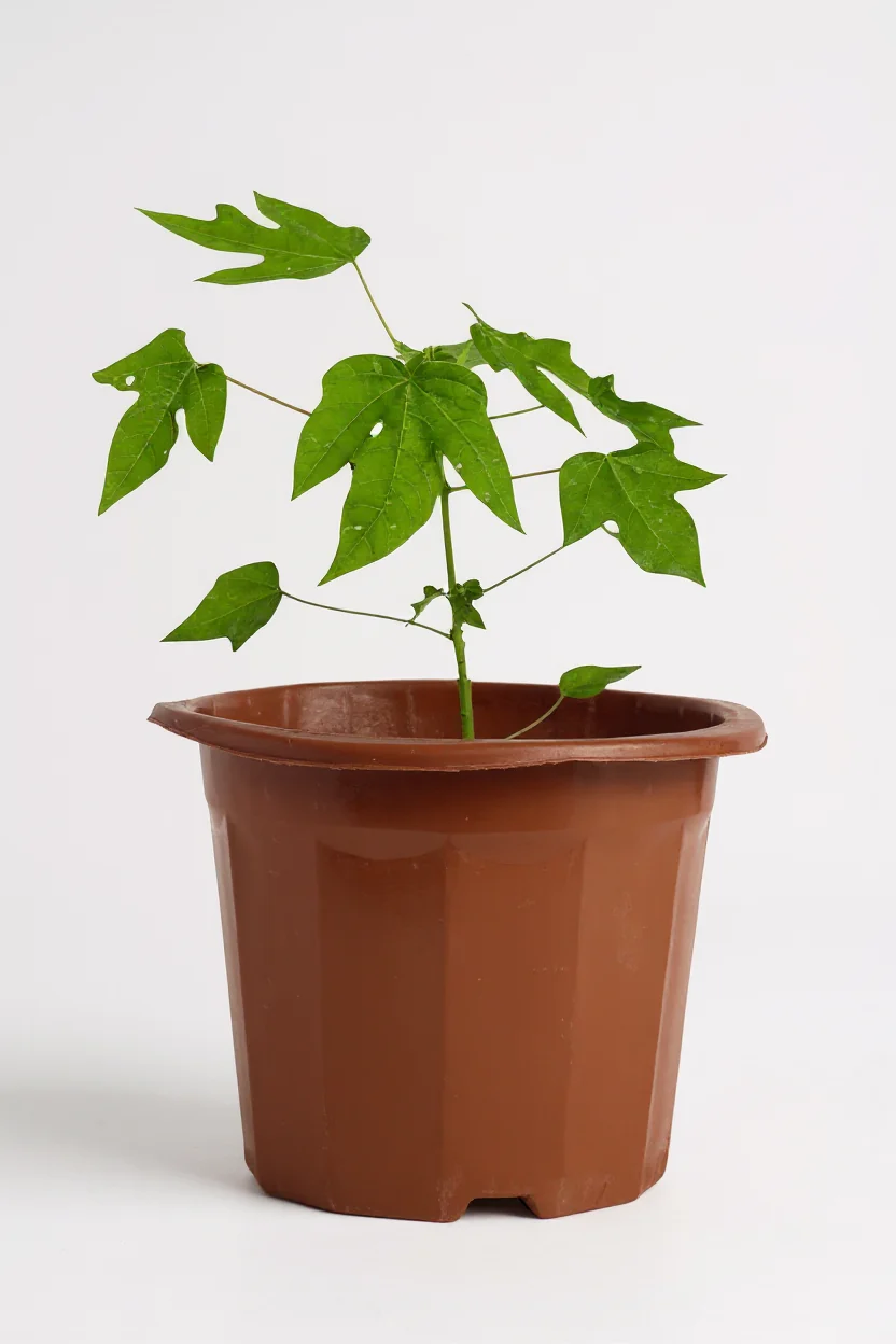 Papaya Plant Junior - Image 7