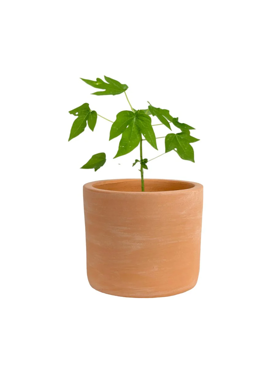 Papaya Plant Mini - Image 10