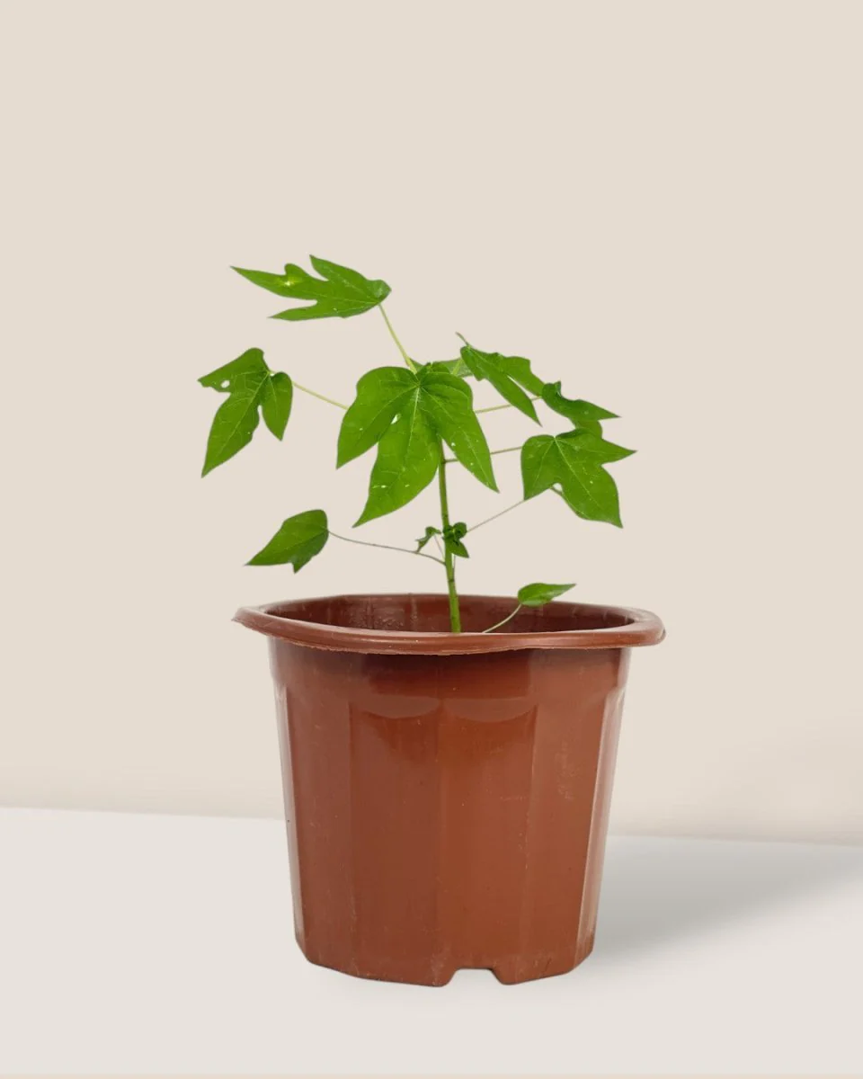 Papaya Plant Mini - Image 11