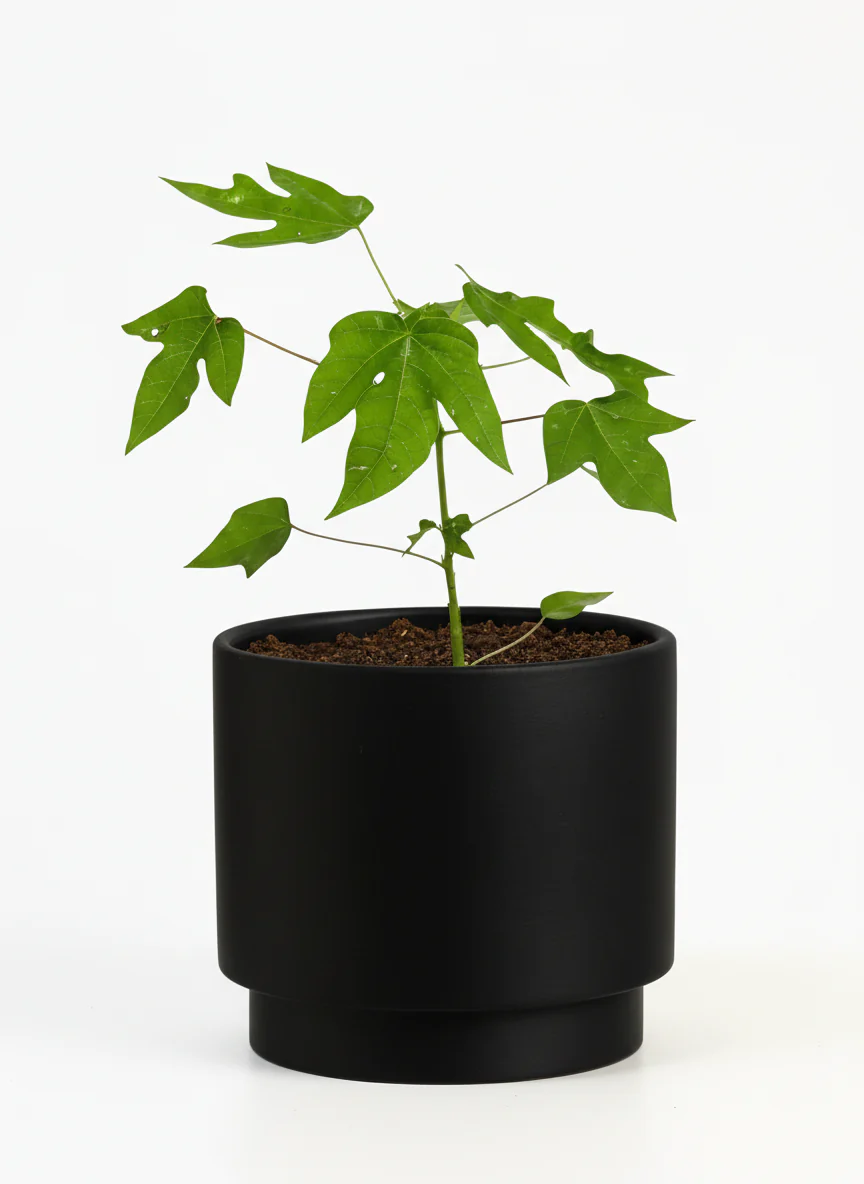 Papaya Plant Mini - Image 6
