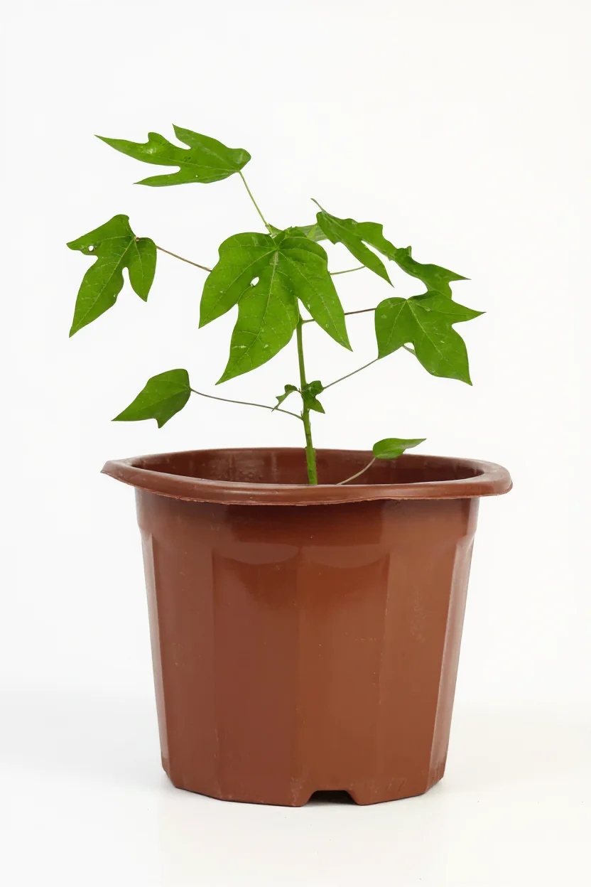 Papaya Plant Mini - Image 7