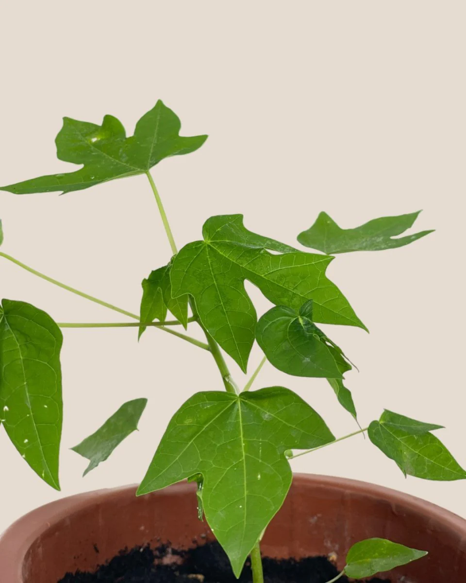 Papaya Plant Mini - Image 8