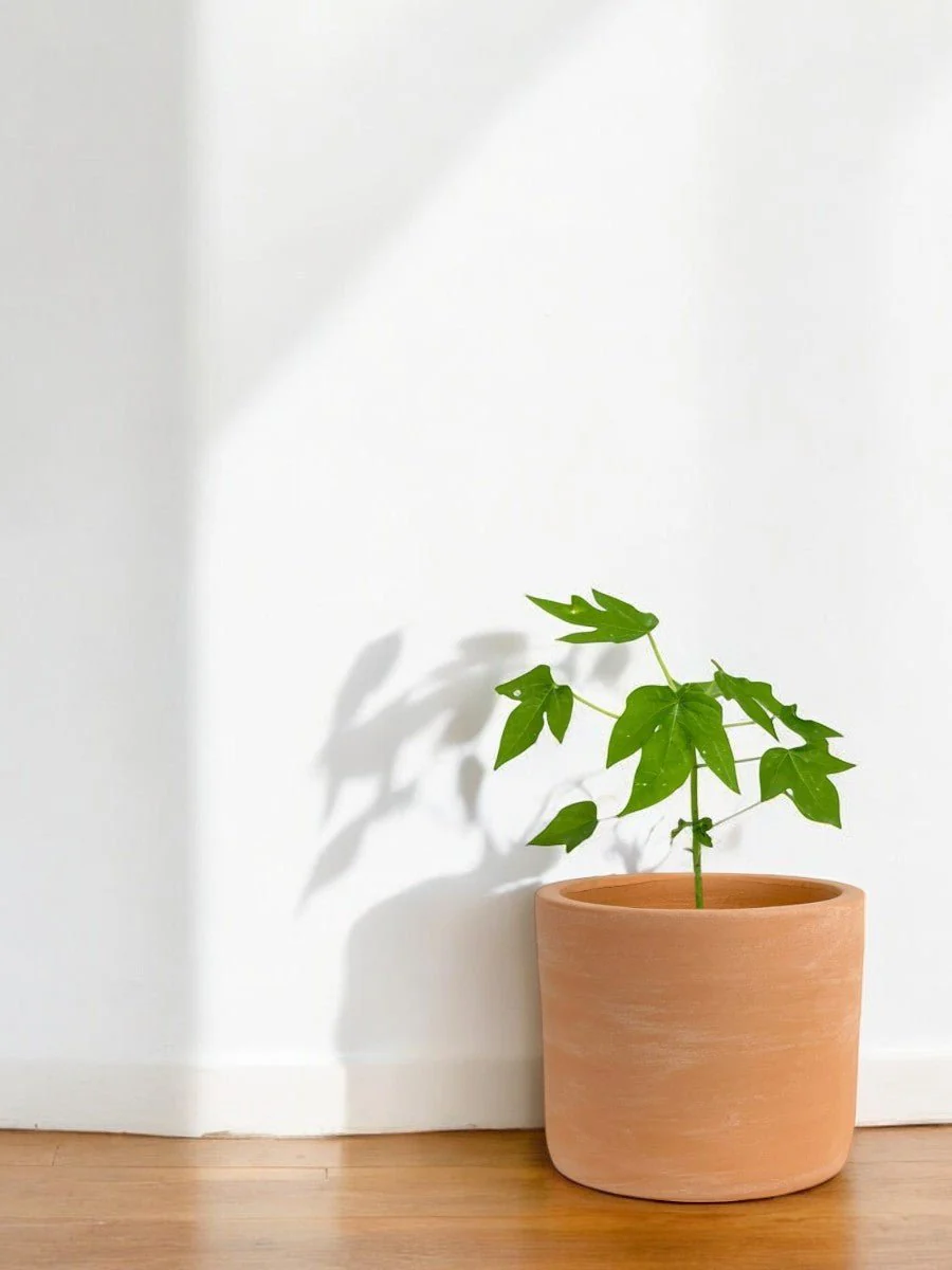 Papaya Plant Mini - Image 9