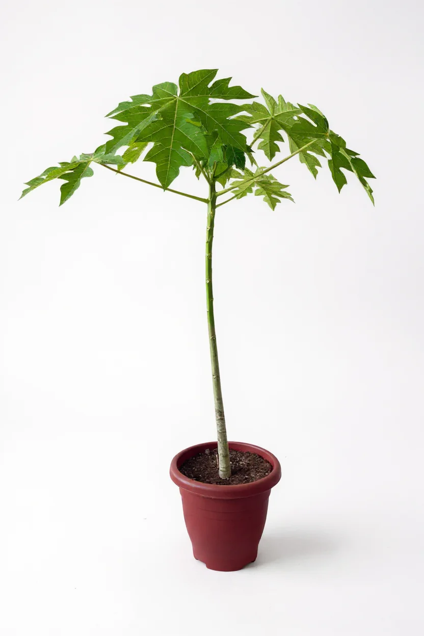 Papaya Plant Tall - Image 5