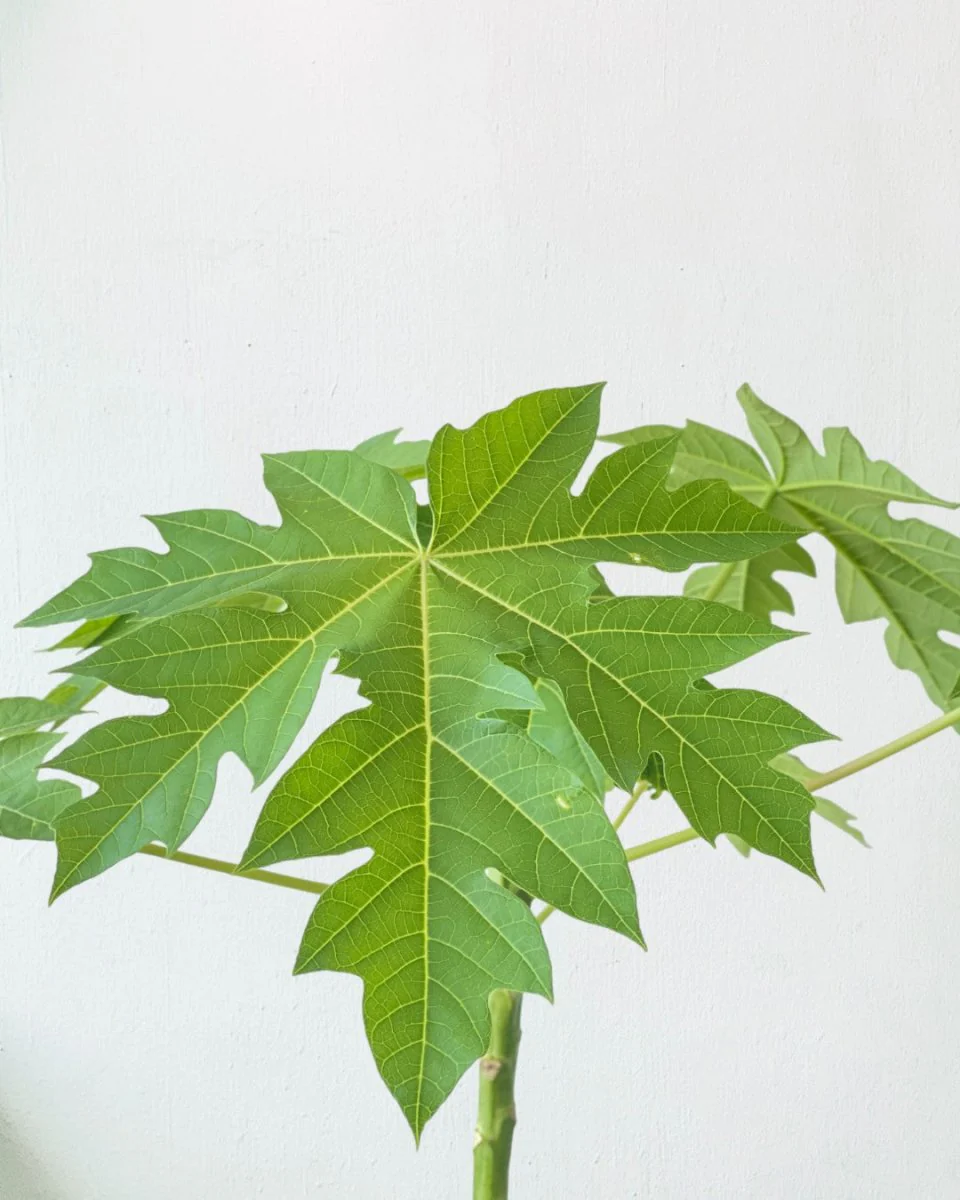 Papaya Plant Tall - Image 6