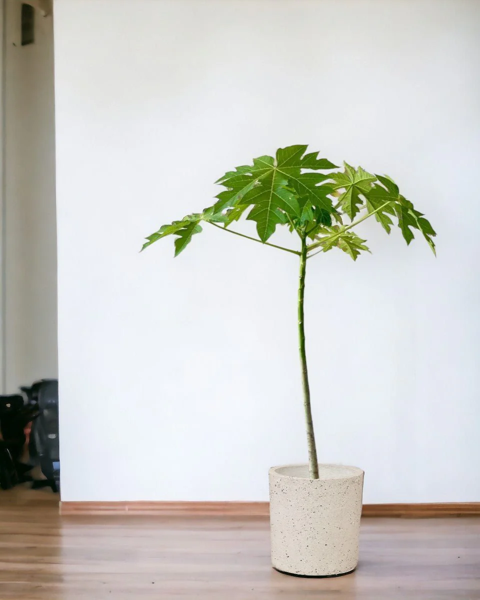 Papaya Plant Tall - Image 7