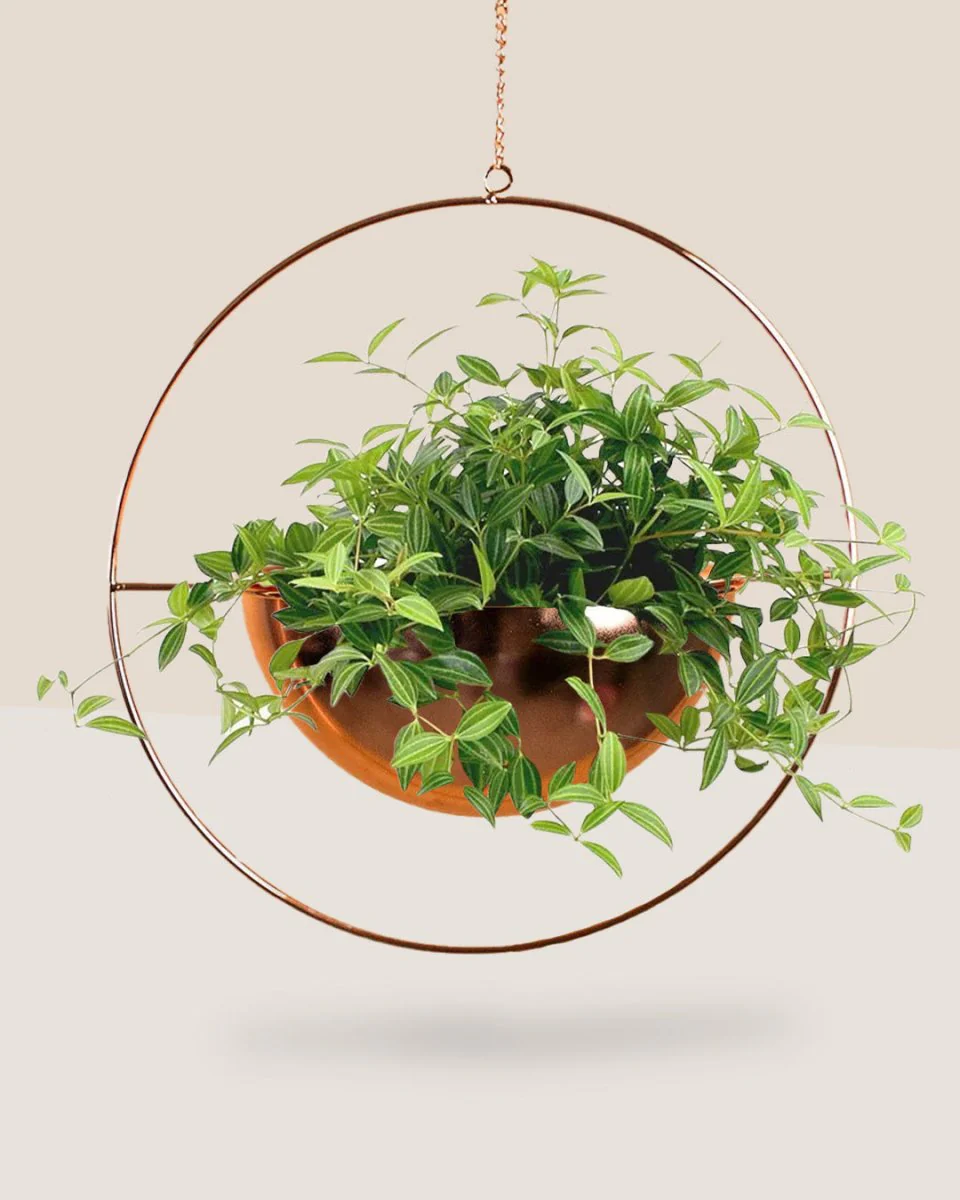 Parallel Peperomia - Image 10