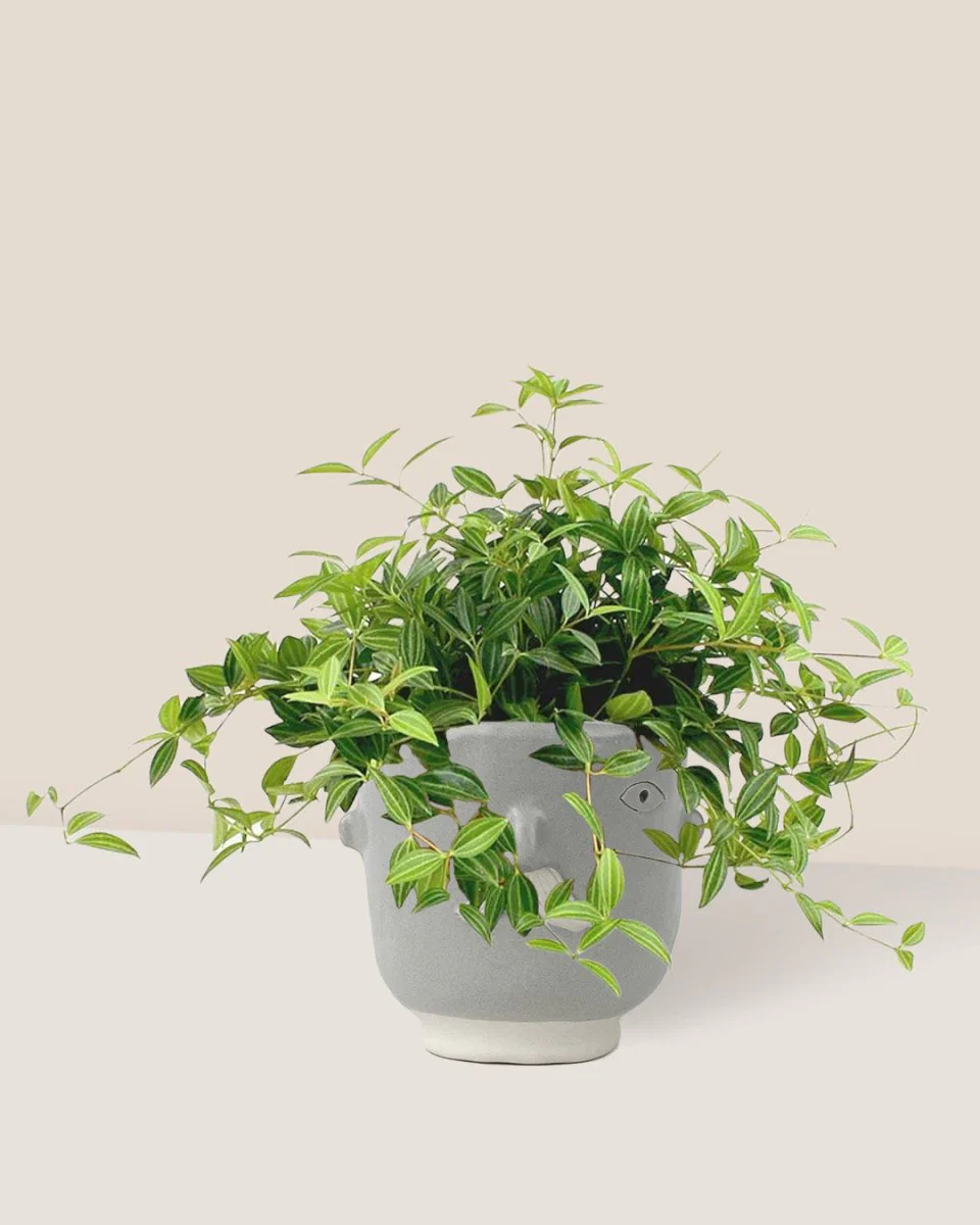 Parallel Peperomia - Image 11