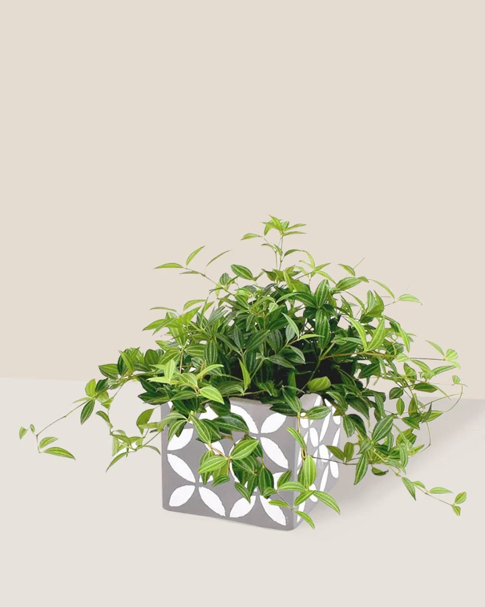 Parallel Peperomia - Image 12