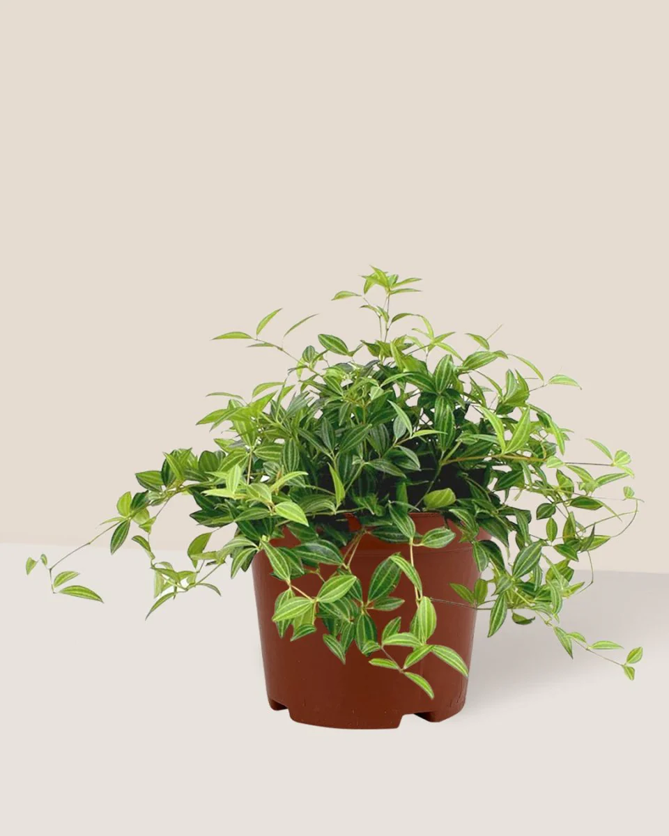 Parallel Peperomia - Image 13