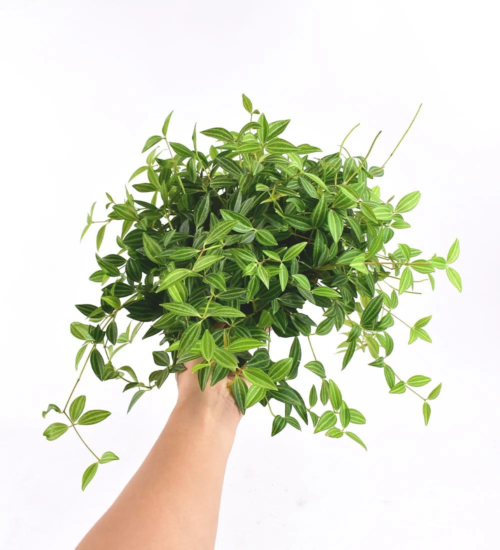 Parallel Peperomia - Image 14