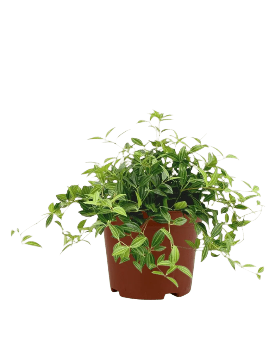 Parallel Peperomia - Image 15