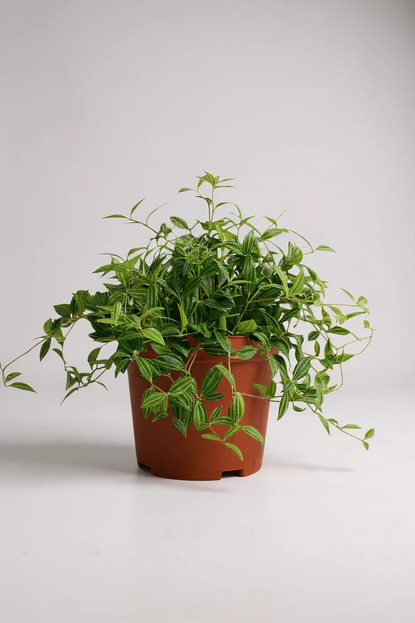 Parallel Peperomia - Image 6