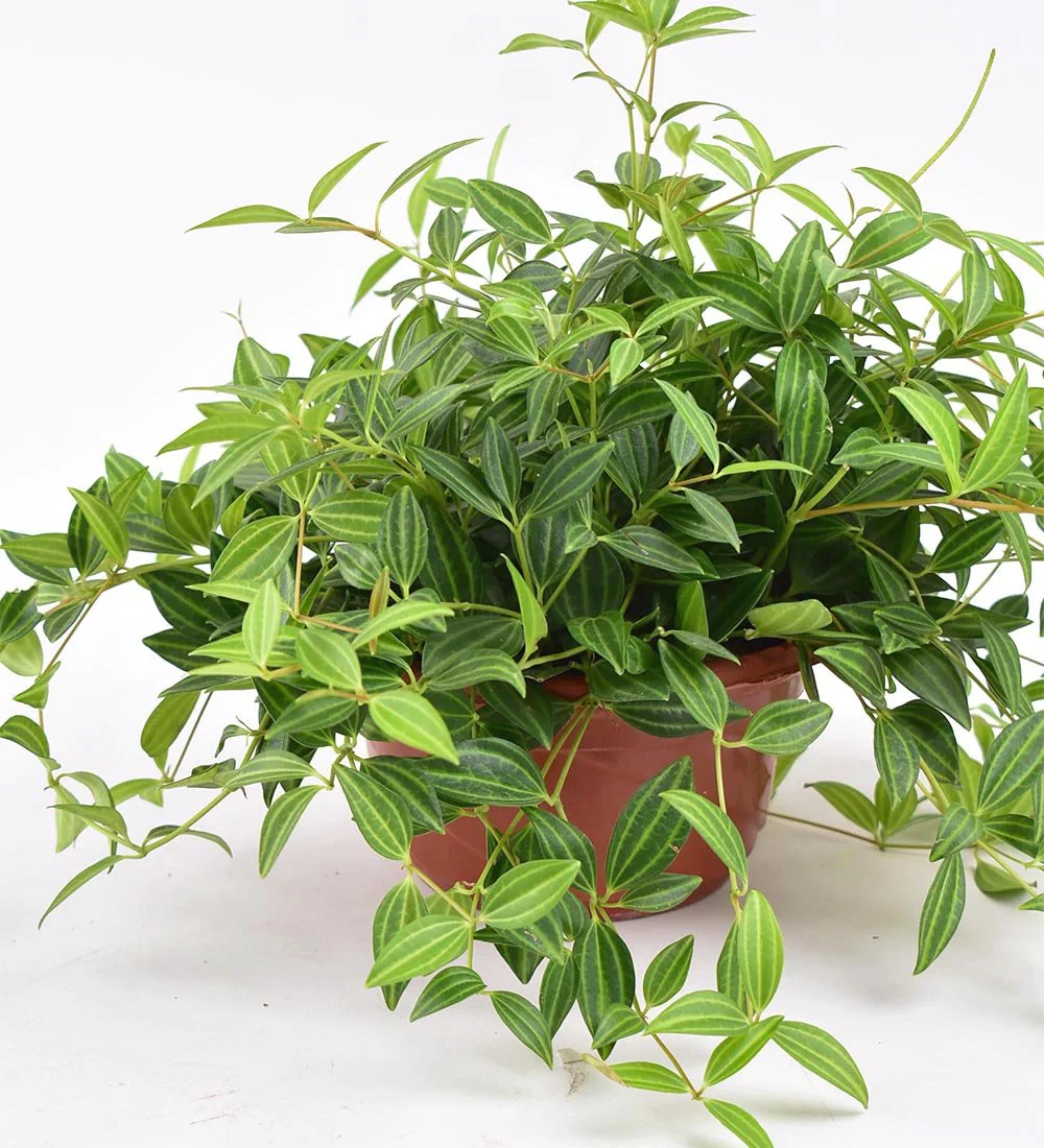 Parallel Peperomia - Image 7