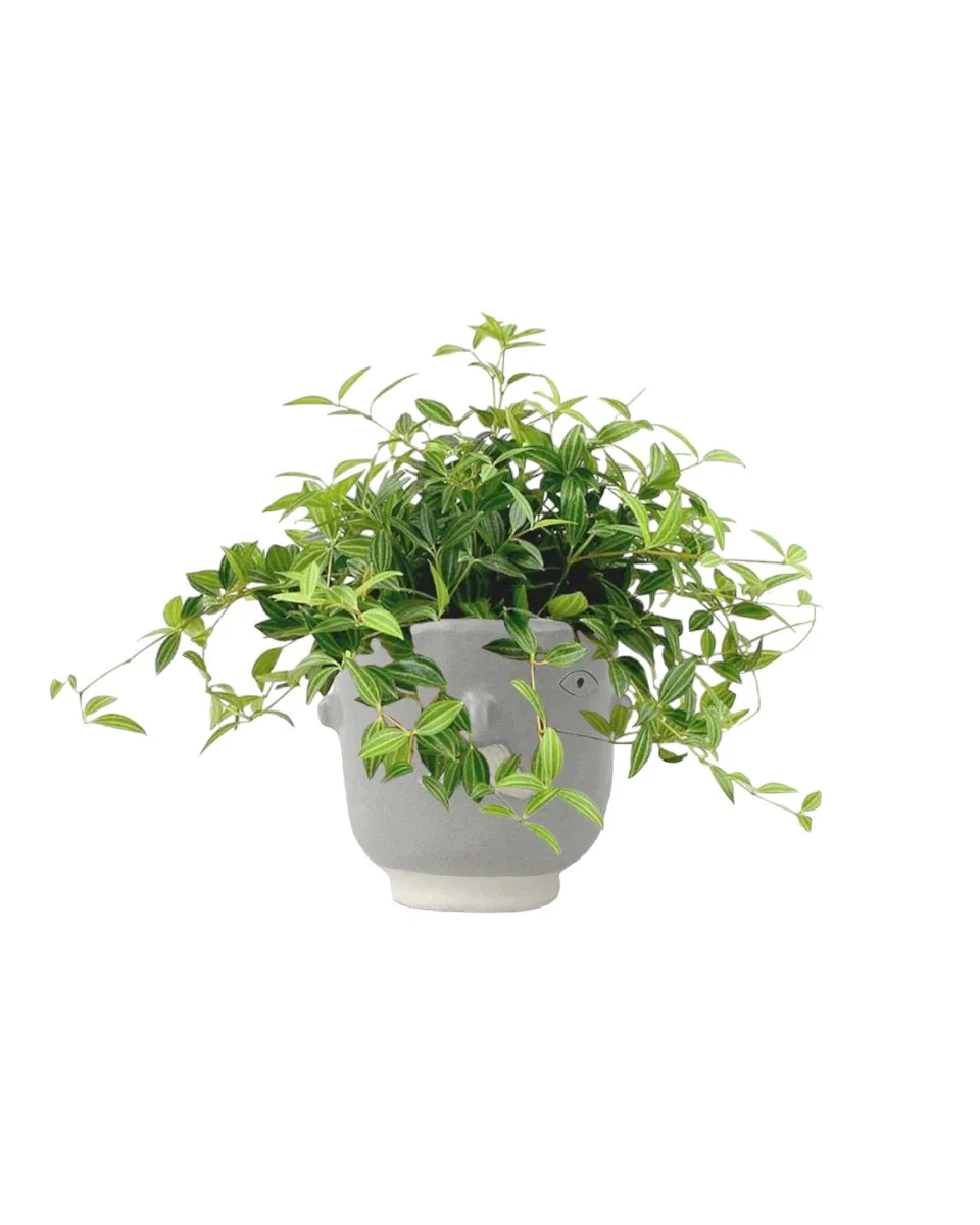 Parallel Peperomia - Image 9