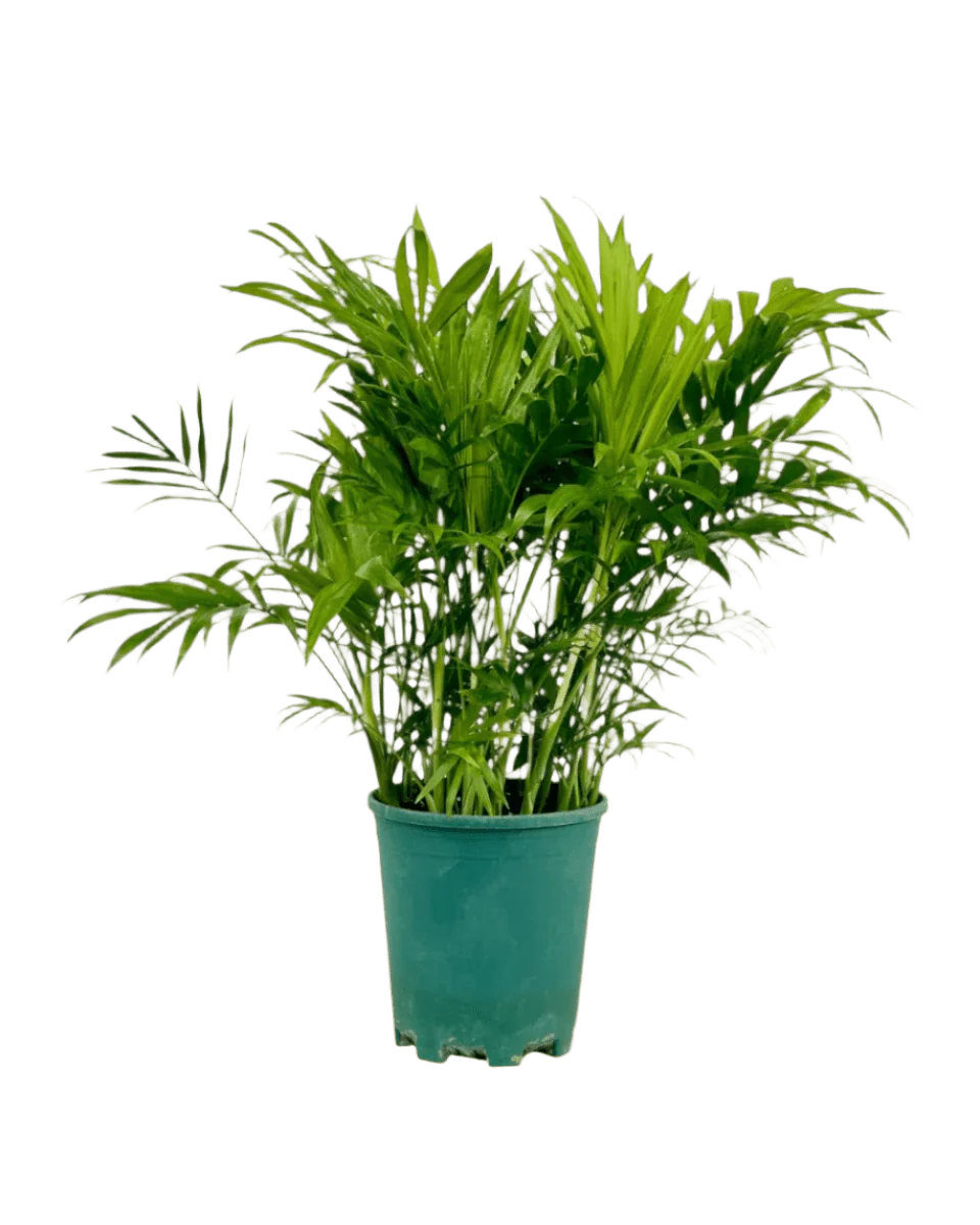 Parlour Palm - Image 10