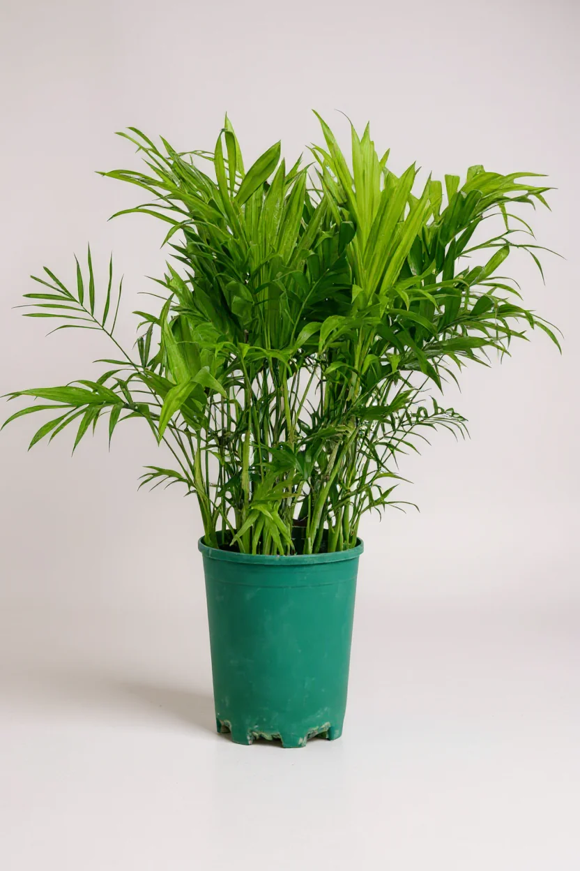 Parlour Palm - Image 5