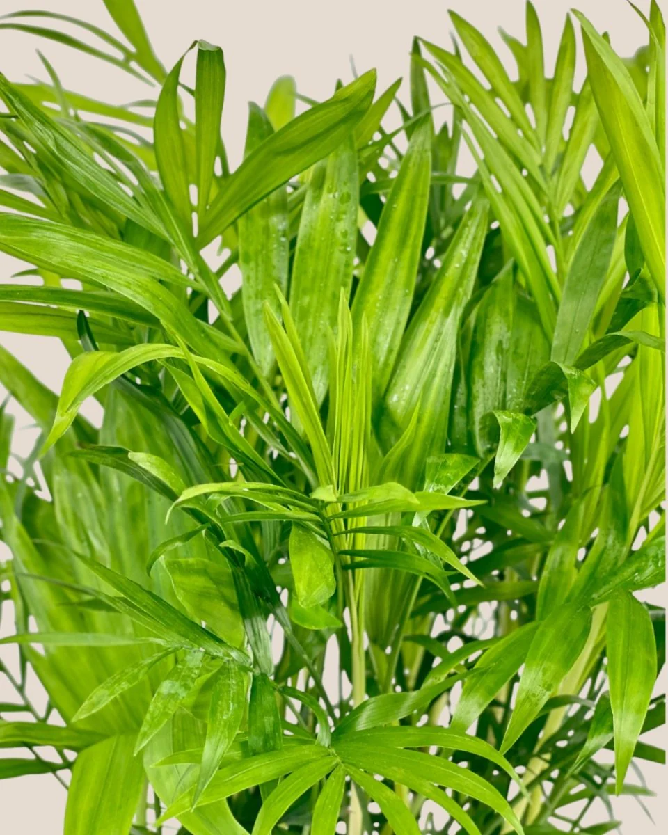 Parlour Palm - Image 6