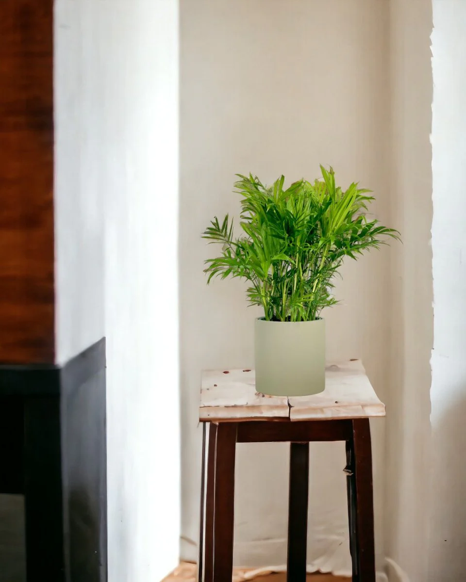 Parlour Palm - Image 7