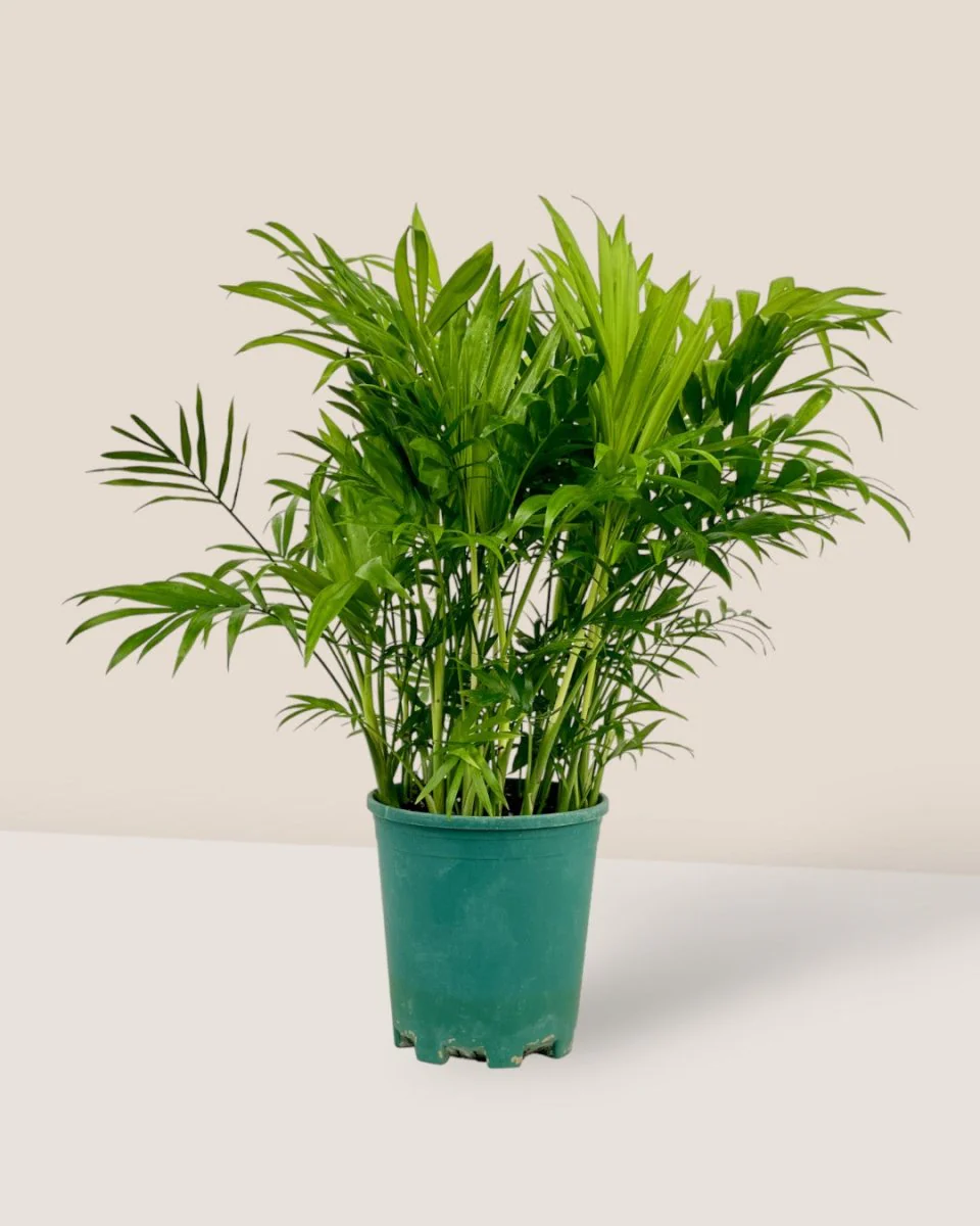Parlour Palm - Image 8