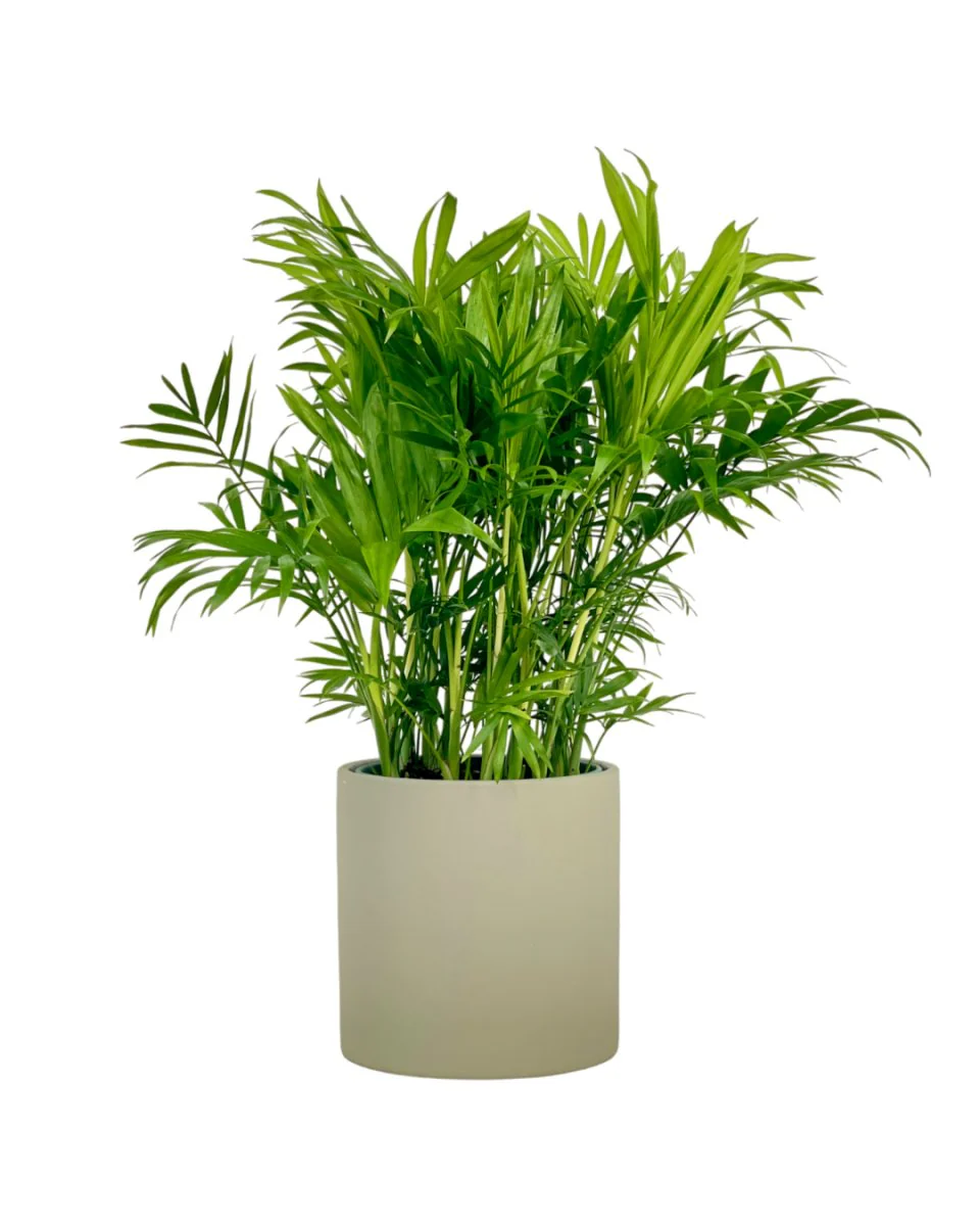 Parlour Palm - Image 9