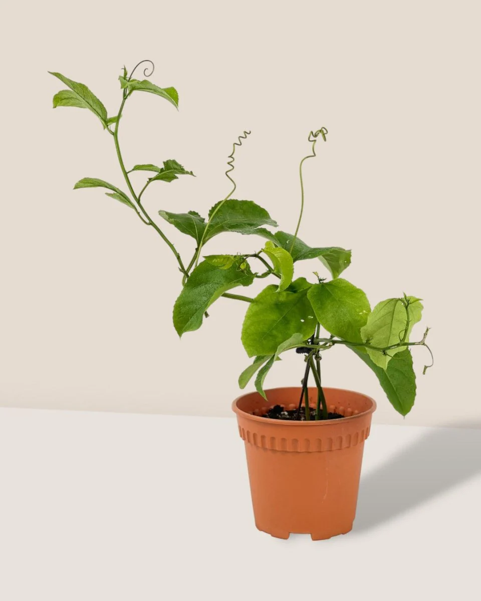Passion Fruit - Image 11