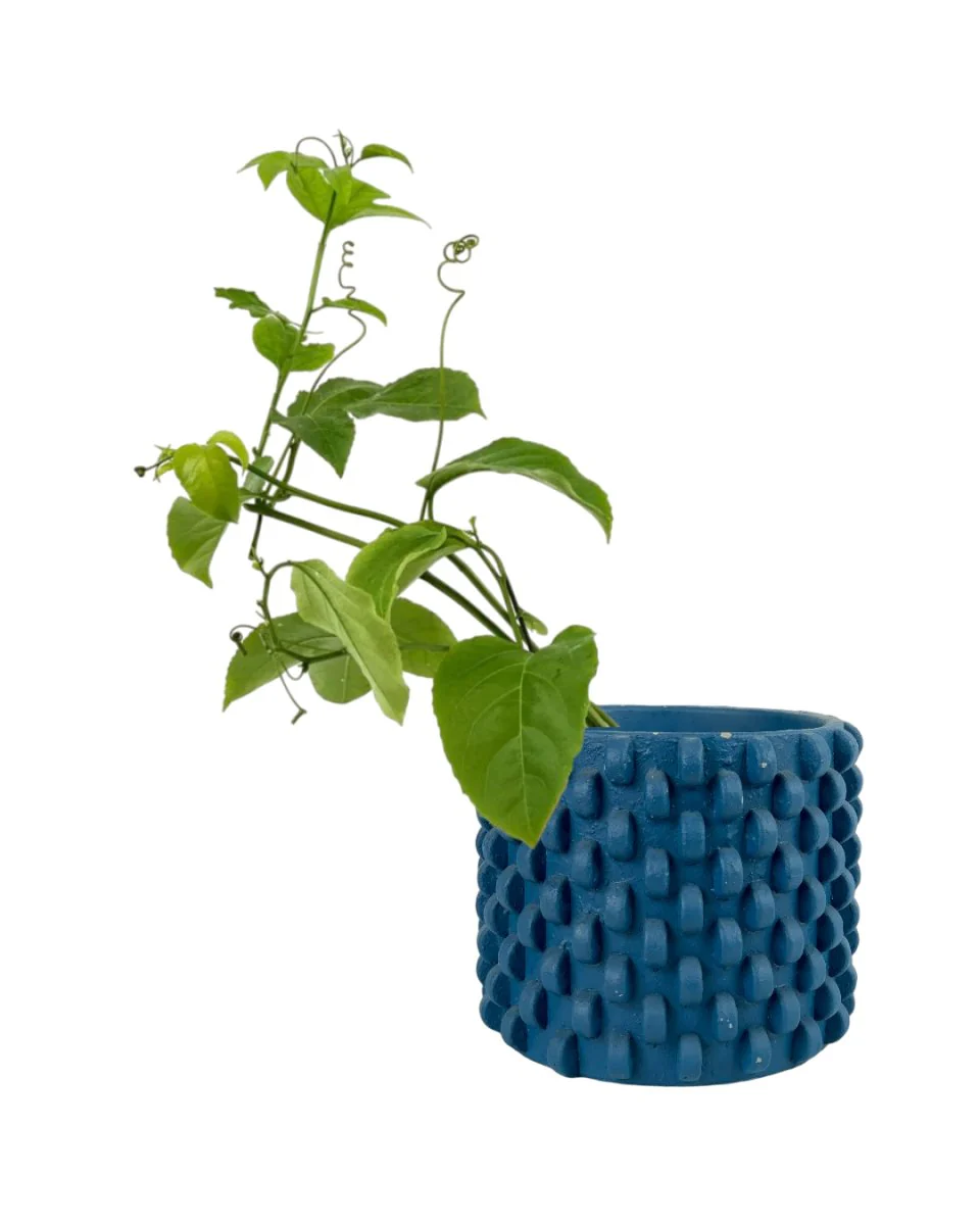 Passion Fruit - Image 12