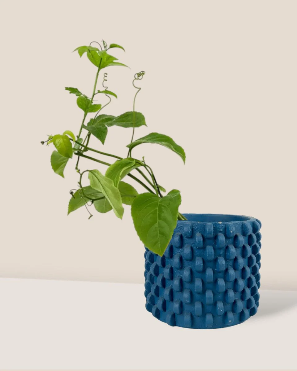 Passion Fruit - Image 13