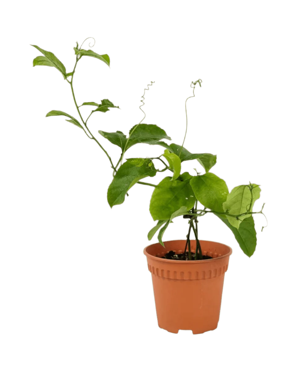 Passion Fruit - Image 14