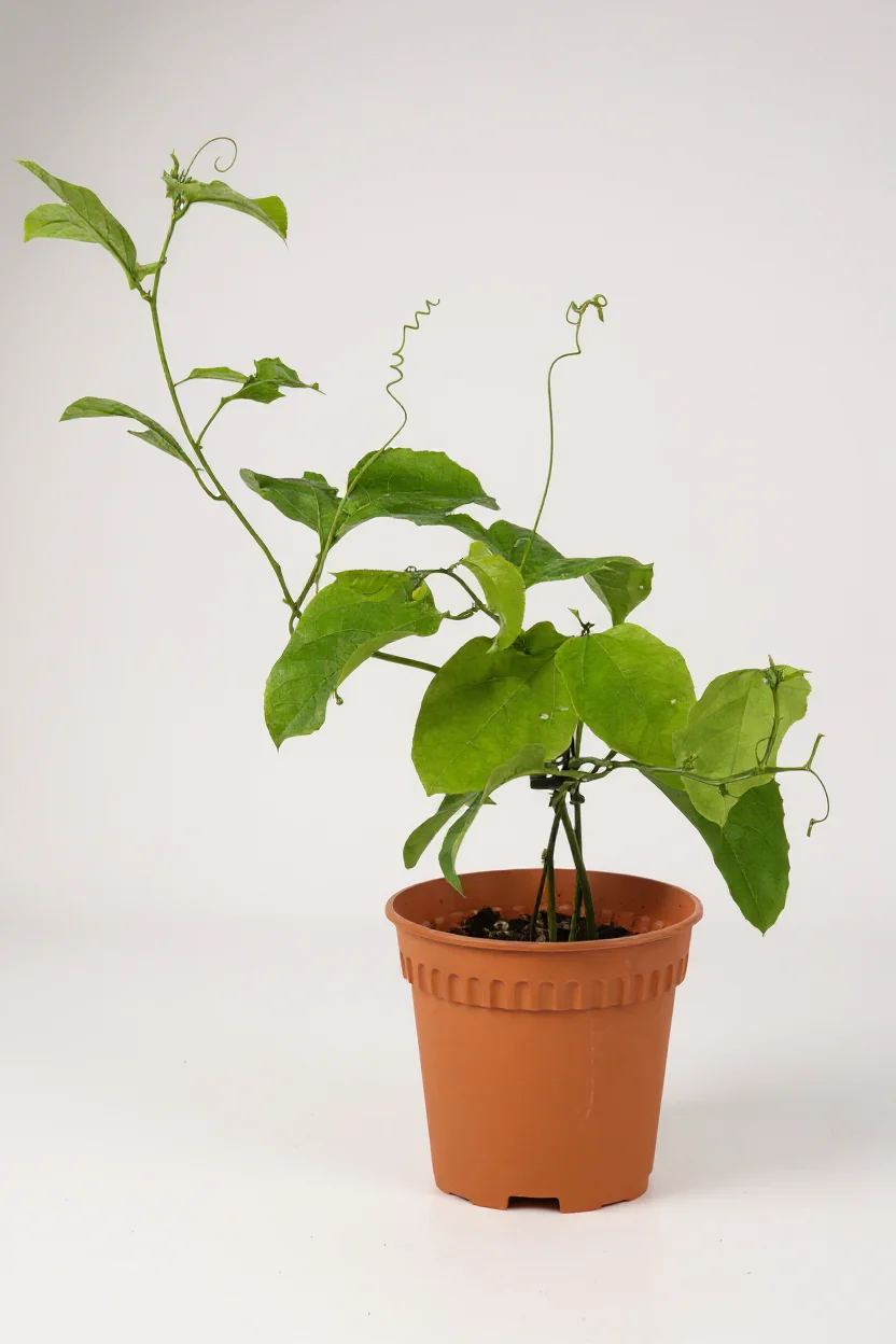 Passion Fruit - Image 6