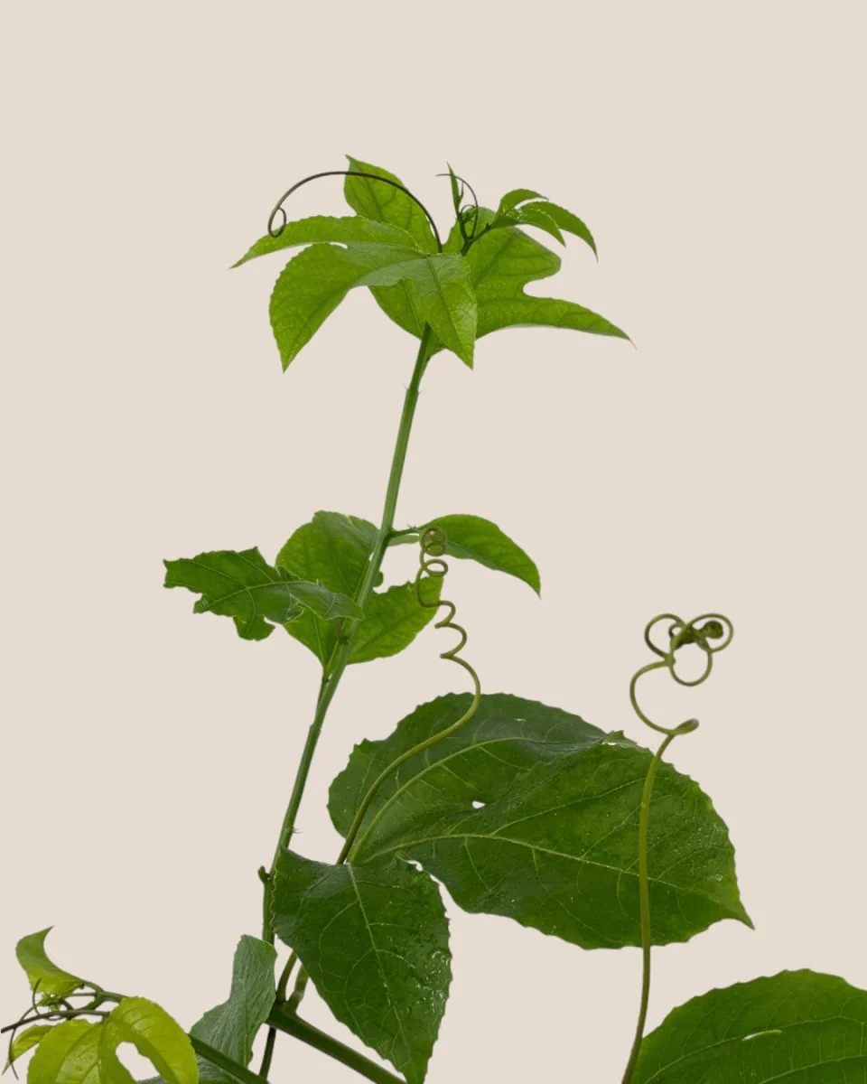 Passion Fruit - Image 8