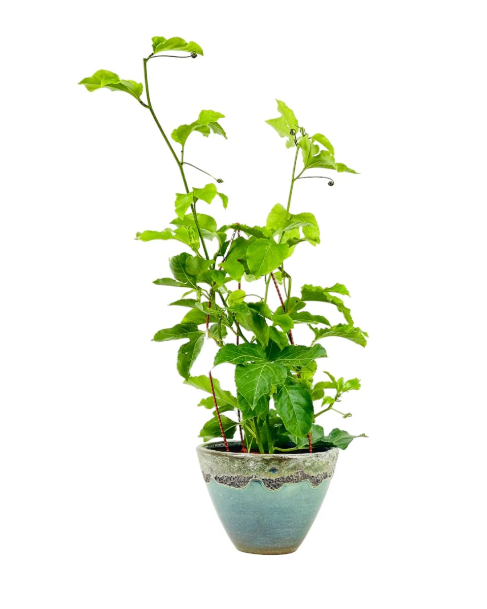 Passion Fruit - Image 9