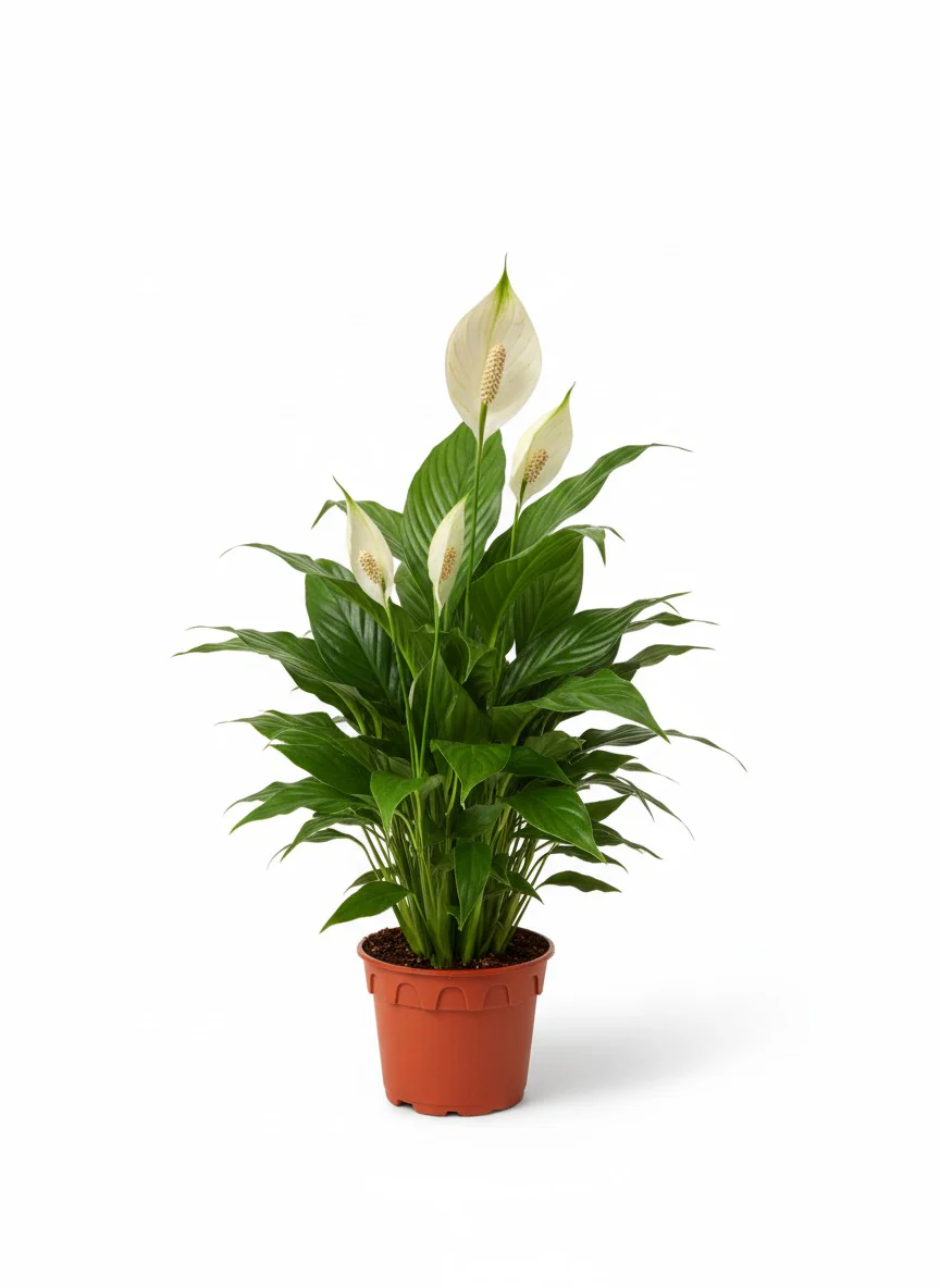 Peace Lily - Pearl Cupido - Image 2