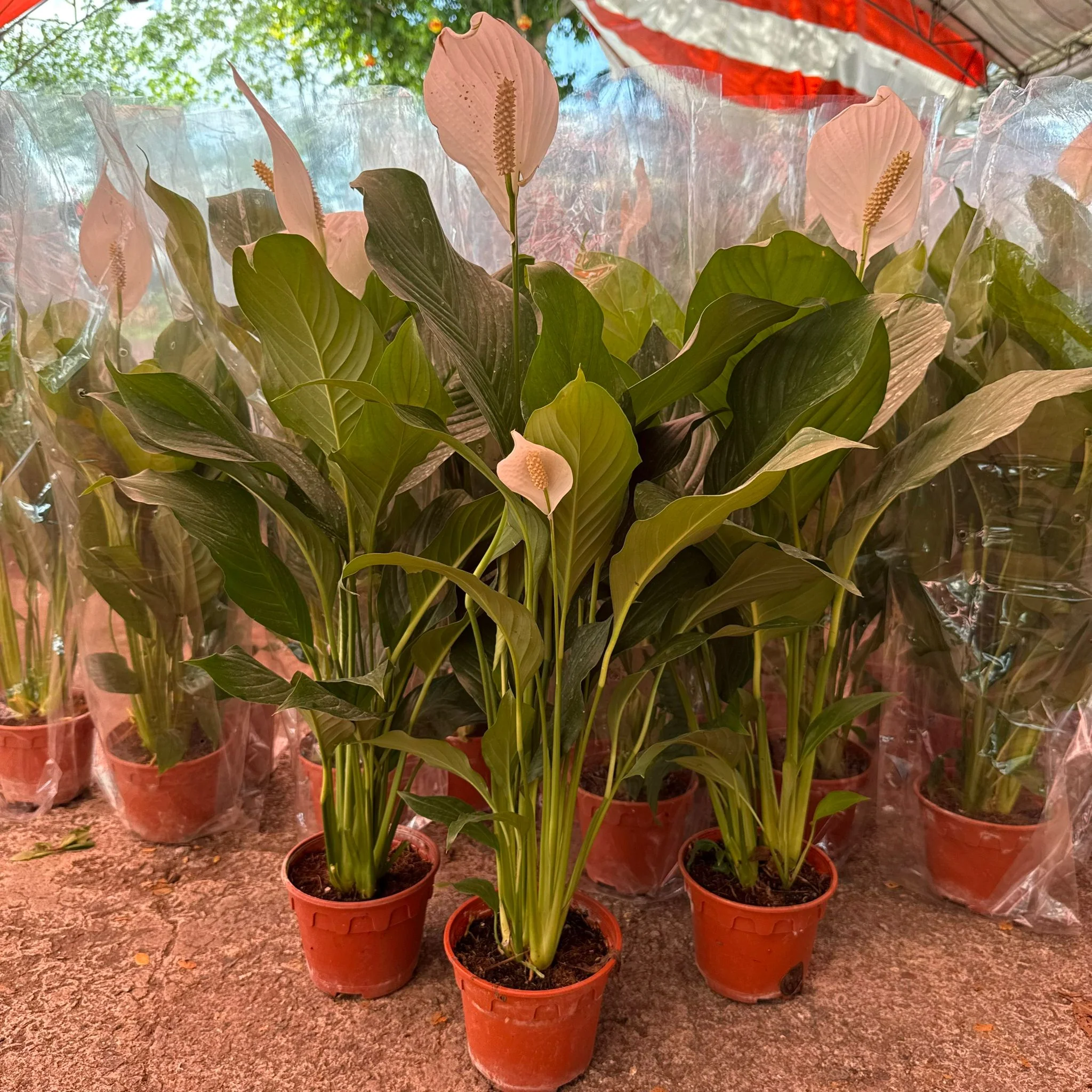 Peace Lily - Pearl Cupido - Image 3