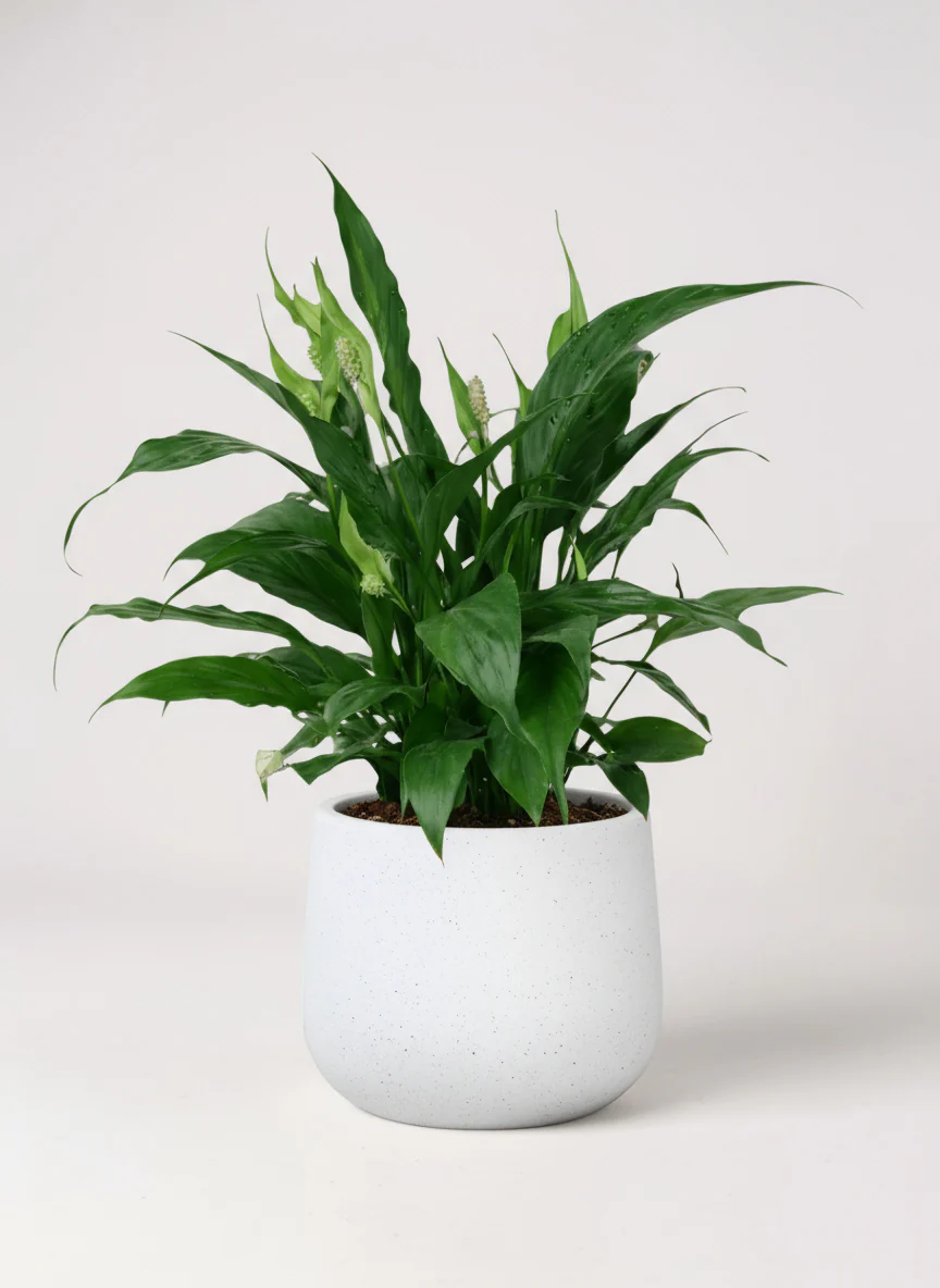 Peace Lily Junior - Image 6