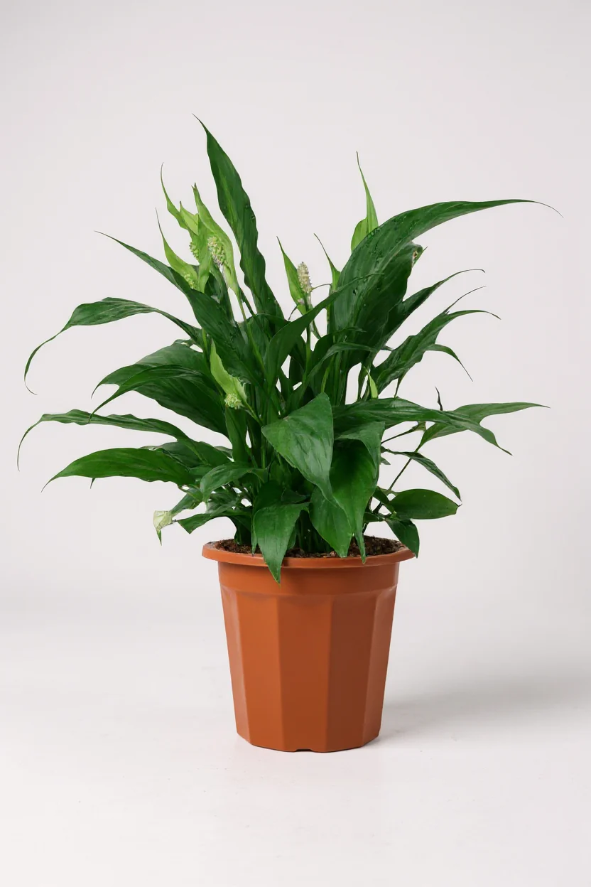 Peace Lily Junior - Image 7