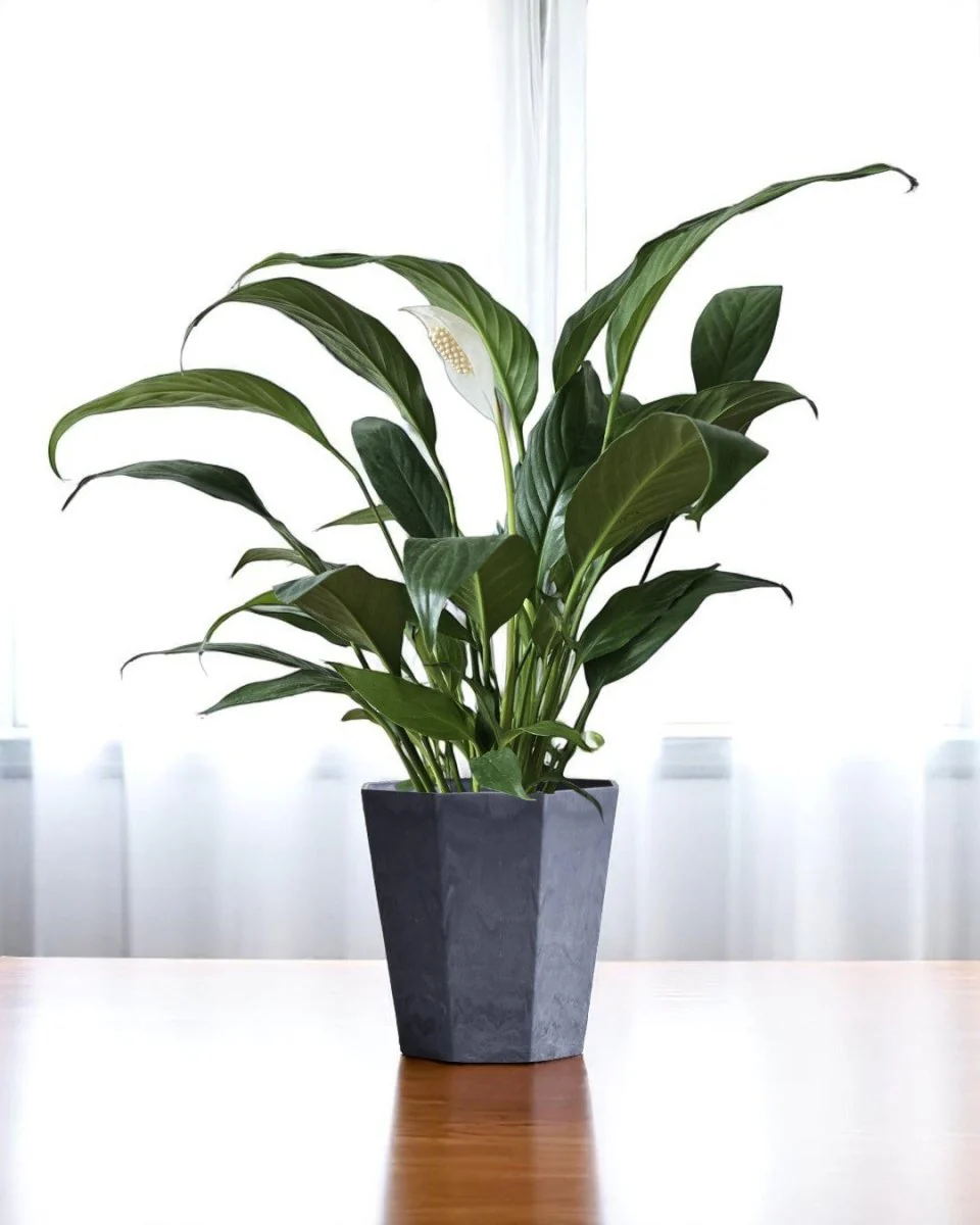 Peace Lily Junior - Image 8