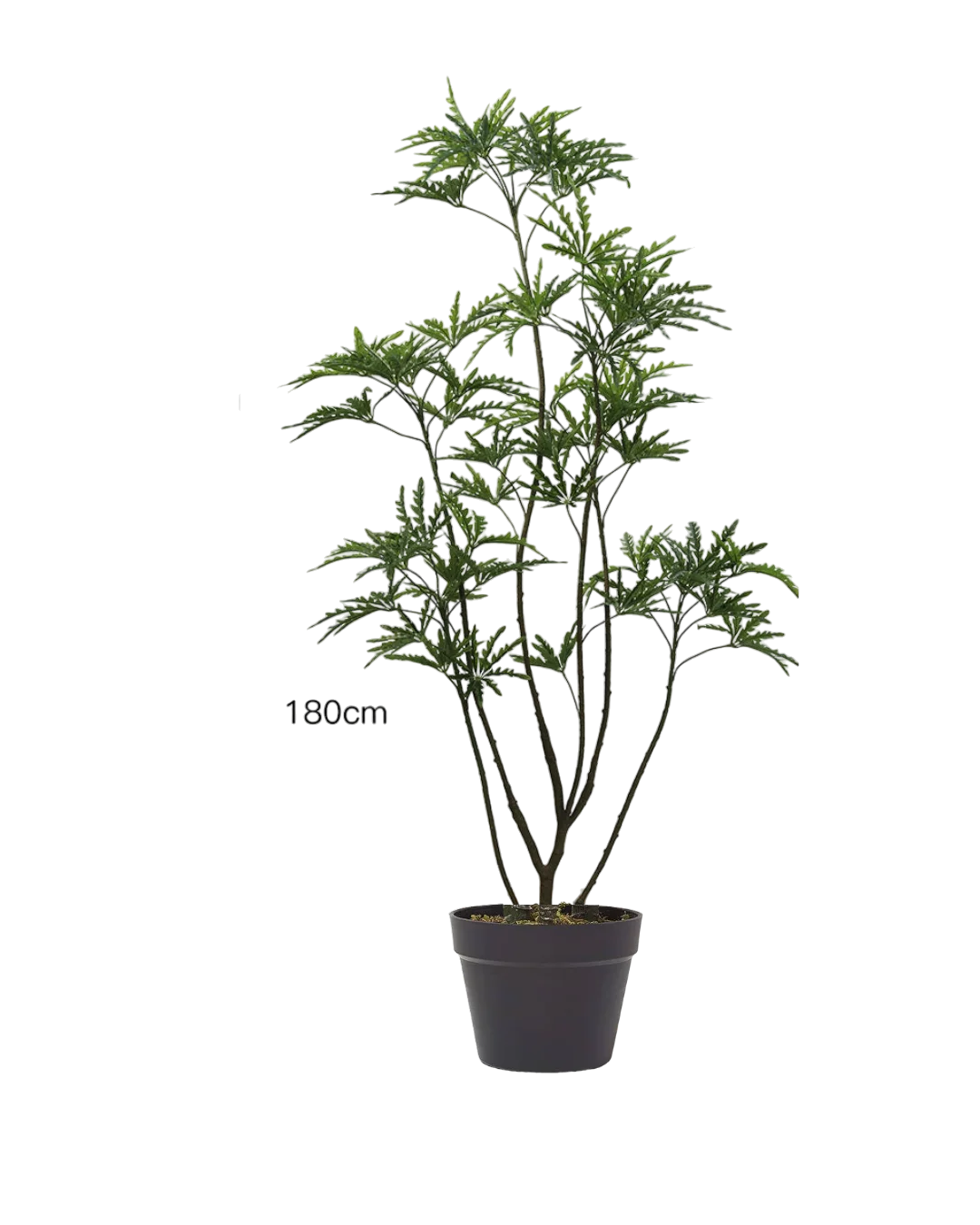 Peacock Plant (Life-like Artificial) - Image 4