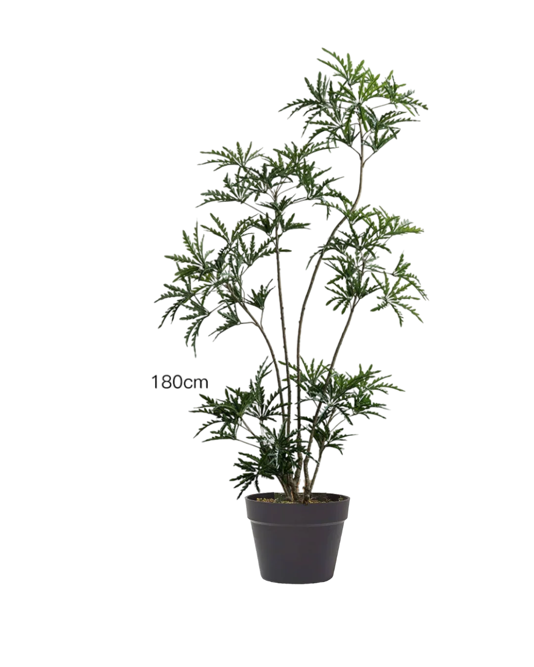 Peacock Plant (Life-like Artificial) - Image 5