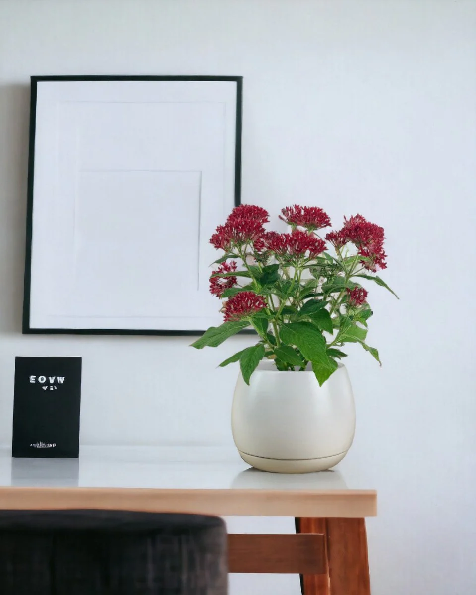 Pentas Flower - Image 2