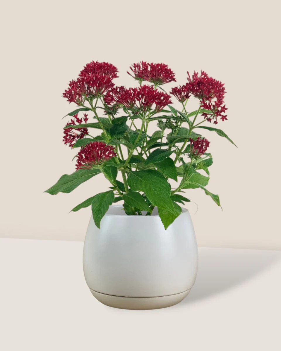 Pentas Flower - Image 3