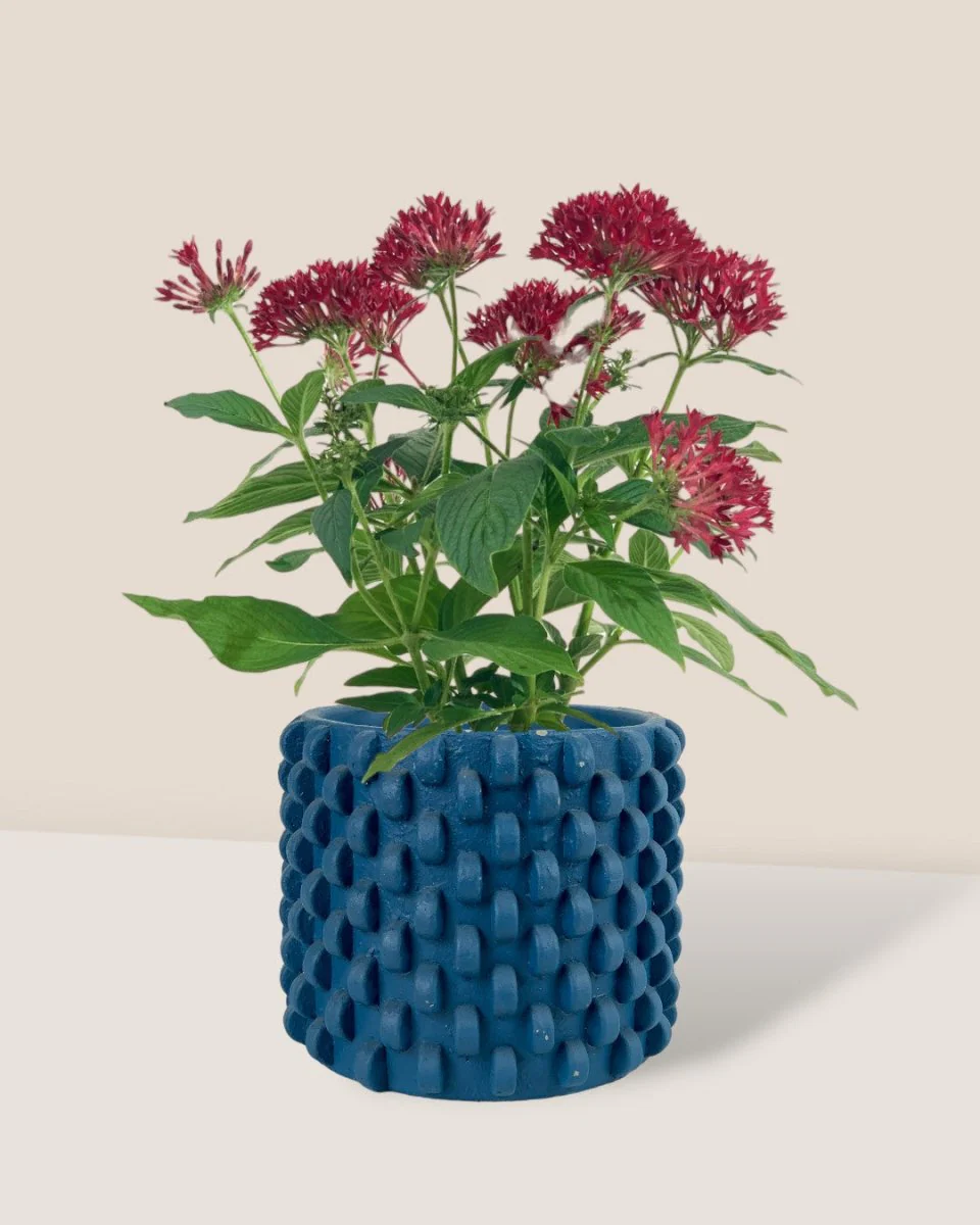 Pentas Flower - Image 4