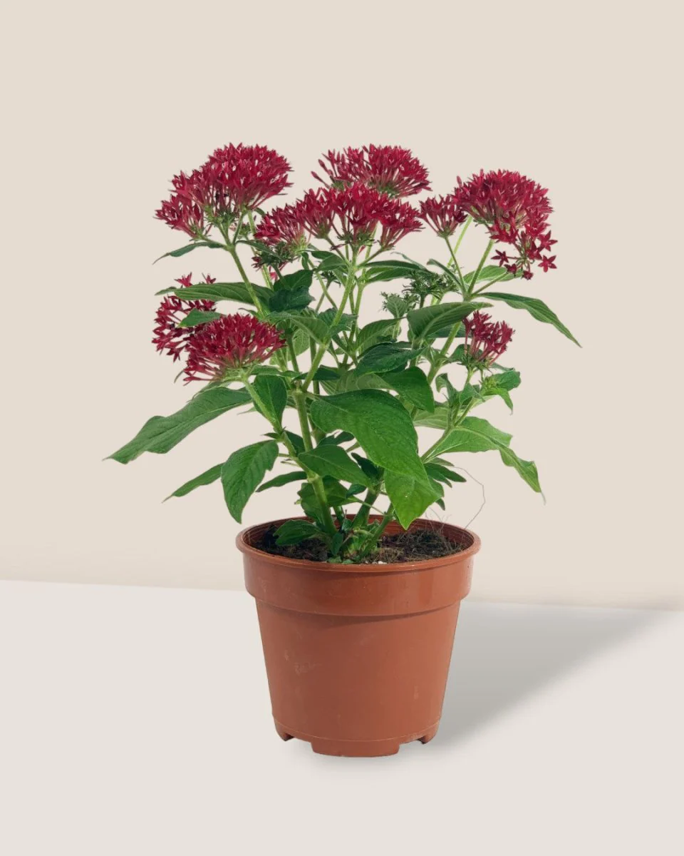 Pentas Flower - Image 5
