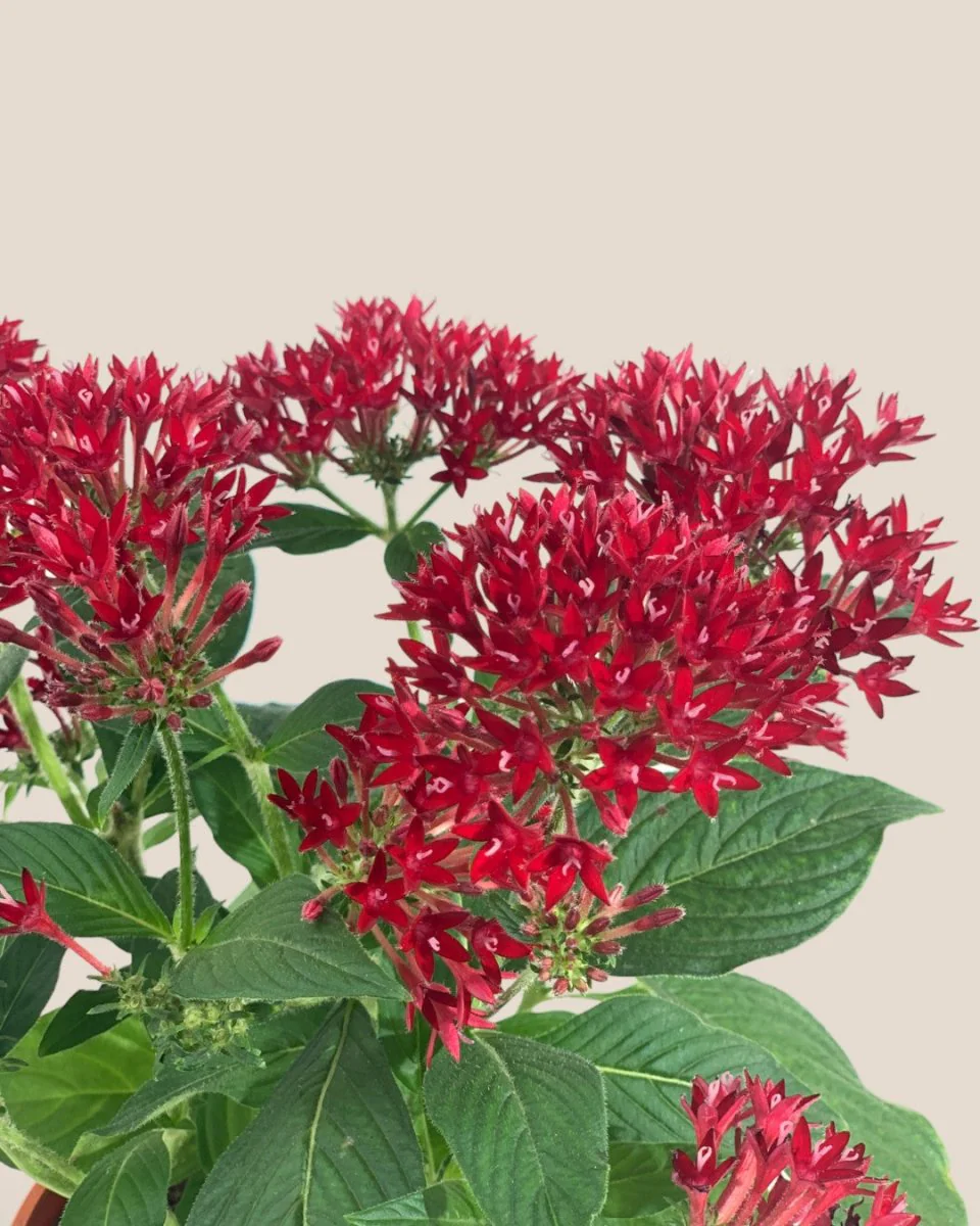 Pentas Flower - Image 7