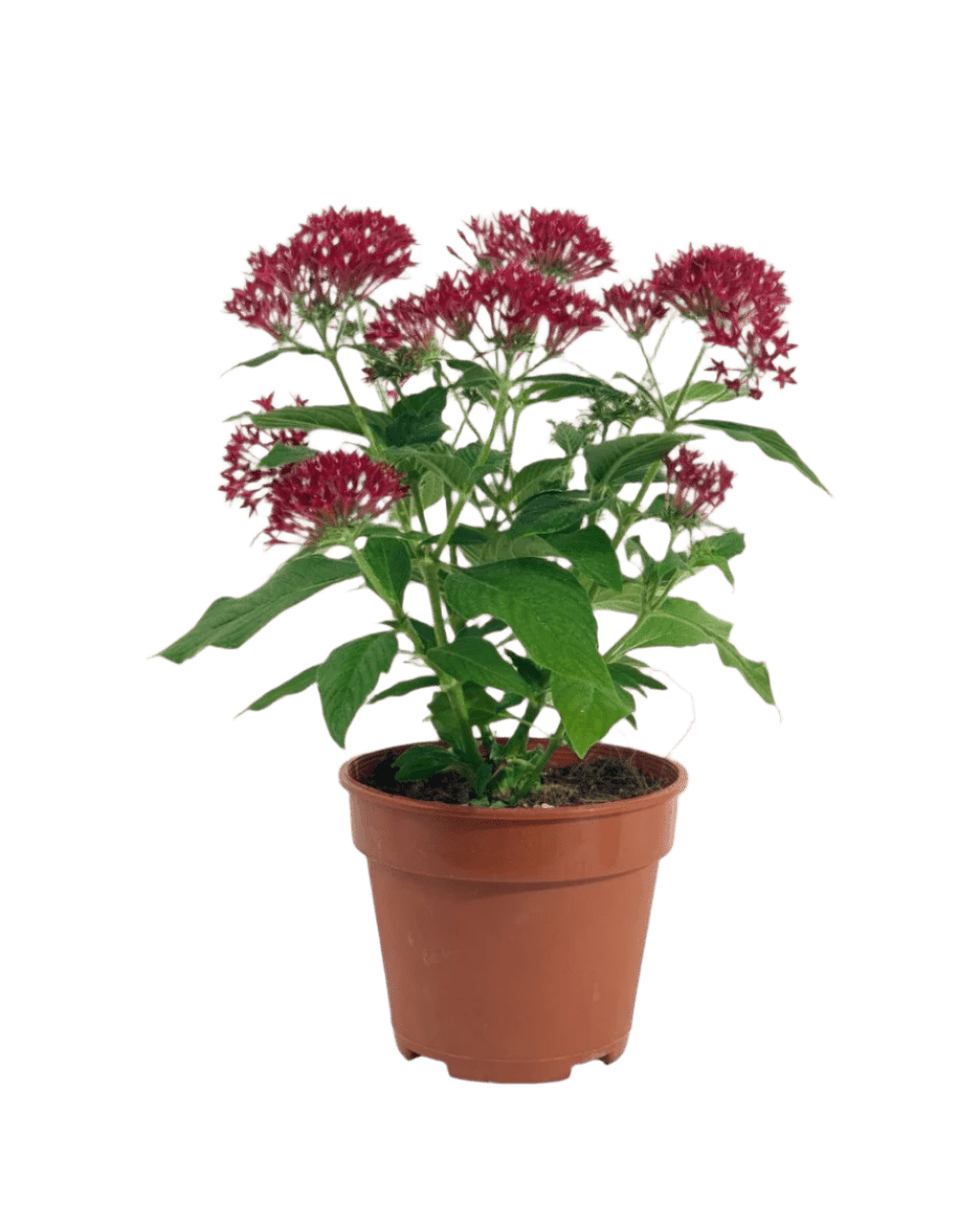 Pentas Flower - Image 8