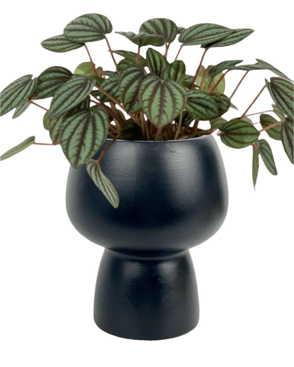 Peperomia Albovitata - Image 9