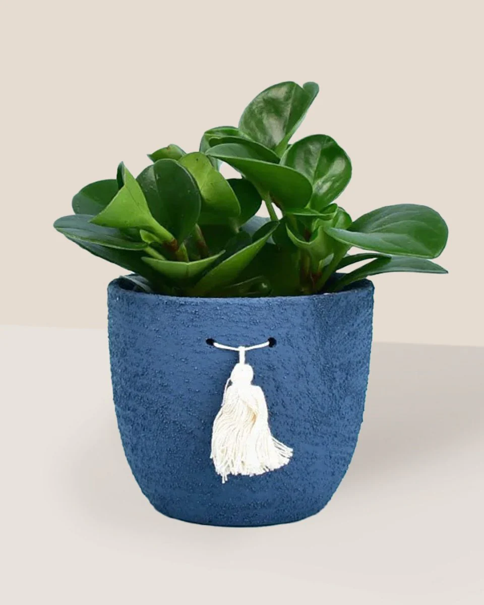Peperomia - Baby Rubber Plant - Image 10